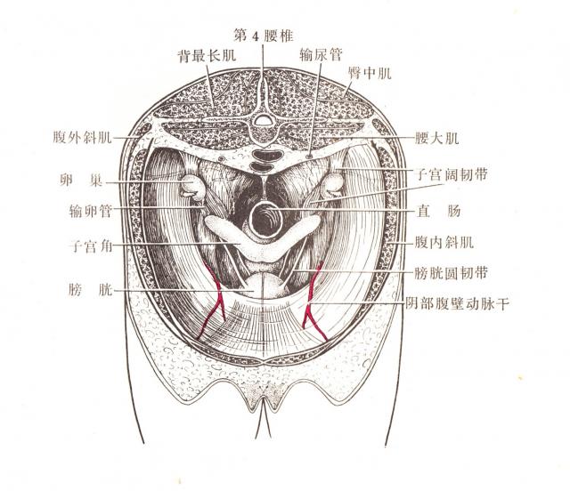 母马生殖系统（前面）