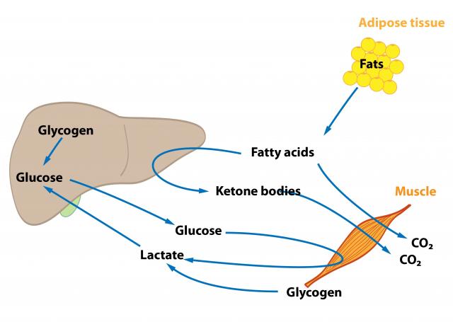 脂肪和碳水化合物代谢