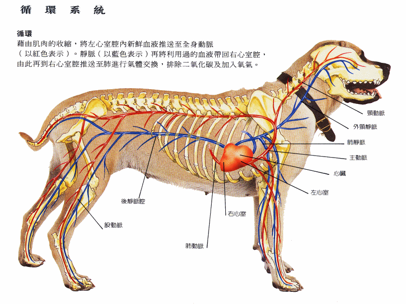 狗的静脉血管分布图图片