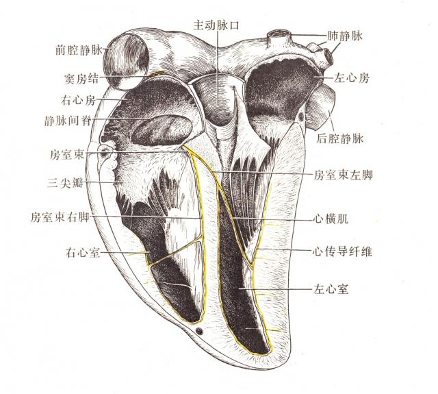 马心传导系统