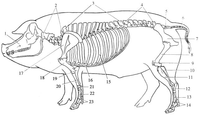 猪的全身骨骼