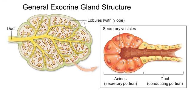 外分泌腺结构模式图