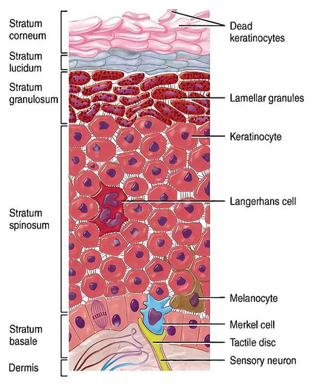 植物表皮细胞结构图图片