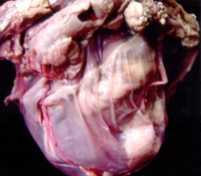 犬锥虫病：心包积液、扩张
