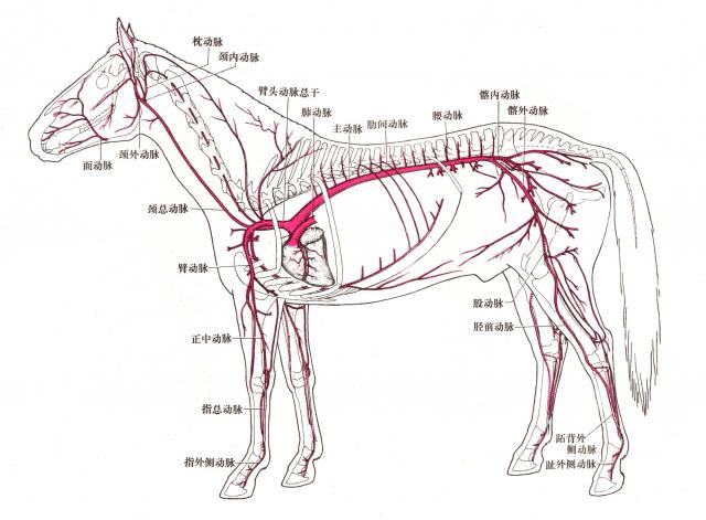 马全身动脉