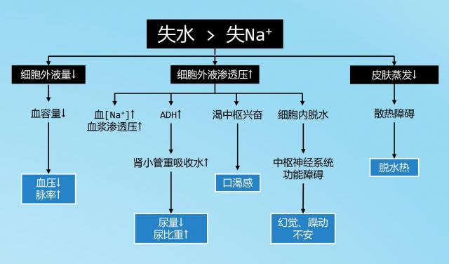 高渗性脱水病理过程