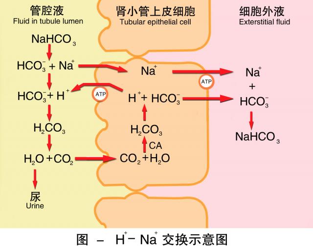 氢-钠交换示意图