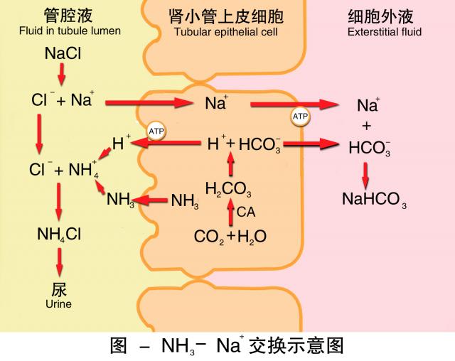 氨-钠交换示意图 