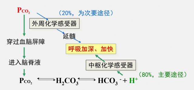 二氧化碳分压对呼吸中枢的作用机制示意图