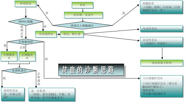 贫血的诊断思路