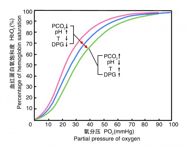 氧离曲线及其影响因素