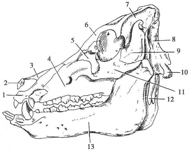 野猪的头骨结构图片图片