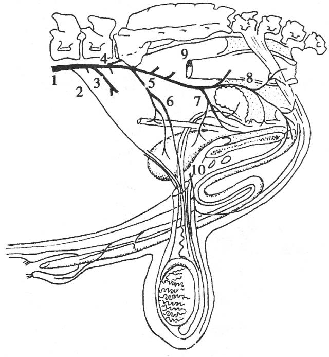 公牛骨盆动脉分布图