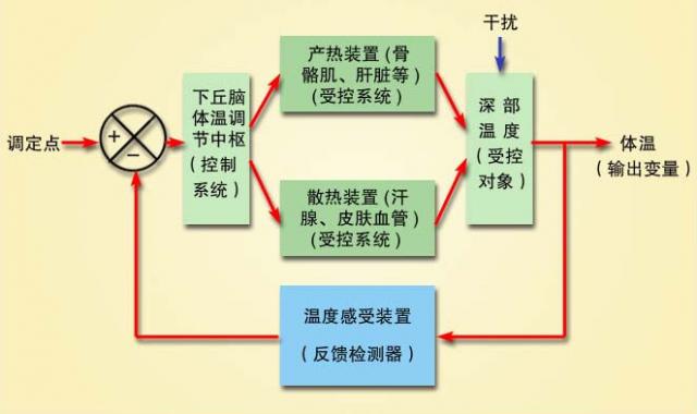 体温调节自动控制示意图 