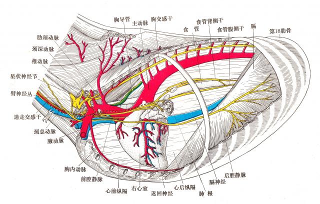 马胸腔解剖（左侧）