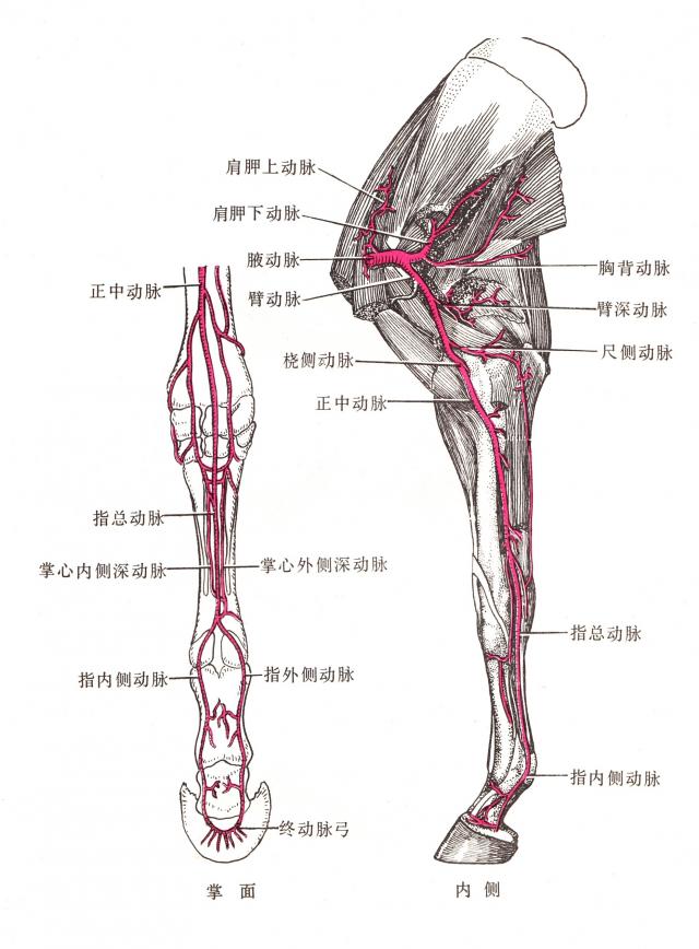 马右前肢动脉