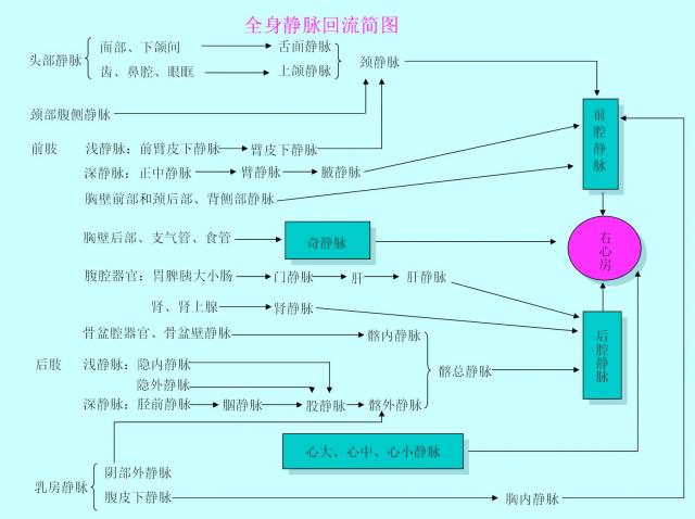 全身静脉回流简表