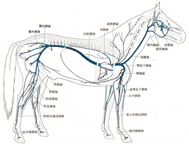 马全身静脉