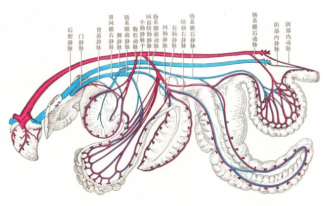 马门脉循环模式图