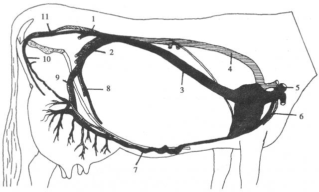 牛乳房血液循环模式图