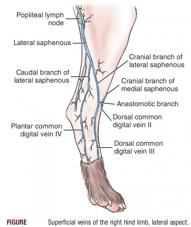 犬后肢静脉血管图图片