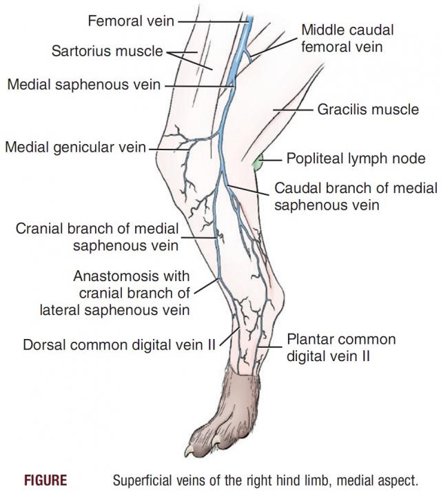 犬后肢静脉血管图图片