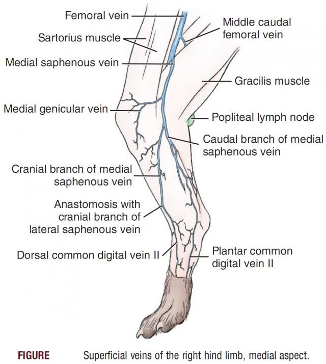 犬后肢内侧浅静脉