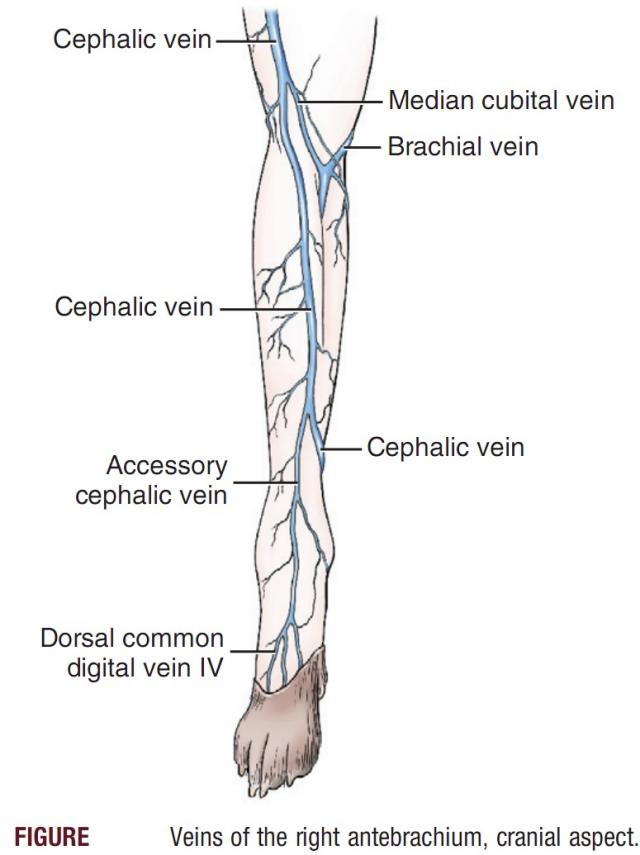 犬前肢静脉解剖图图片