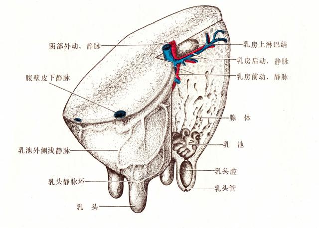 牛乳房