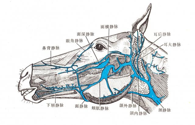 马头部静脉