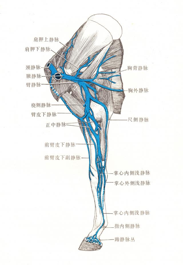 马右前肢内侧静脉