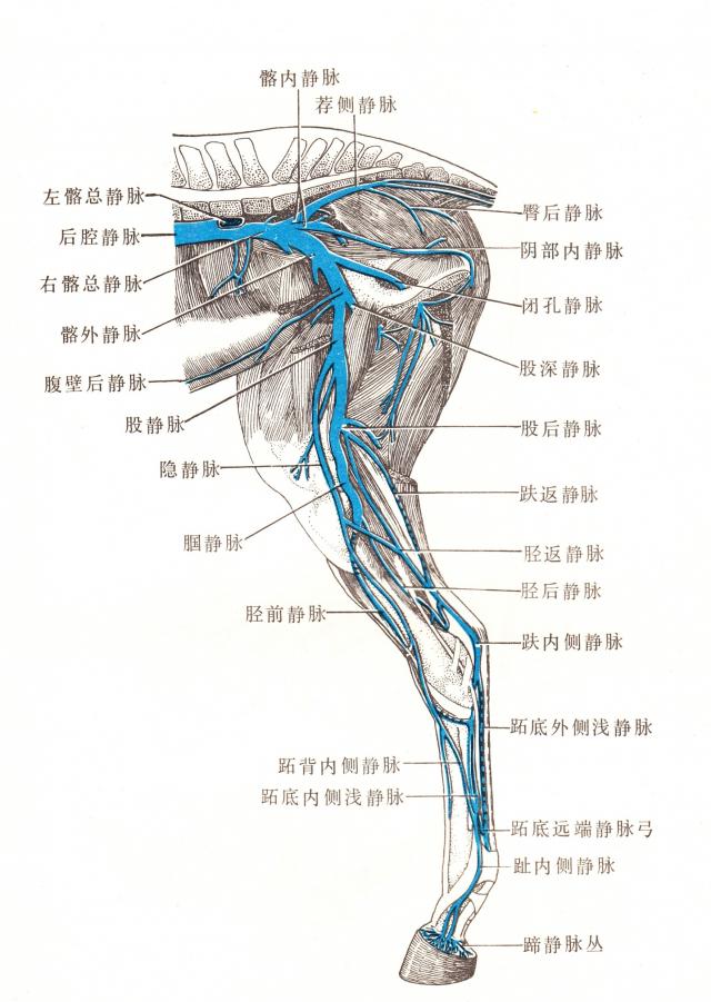 马右后肢内侧静脉