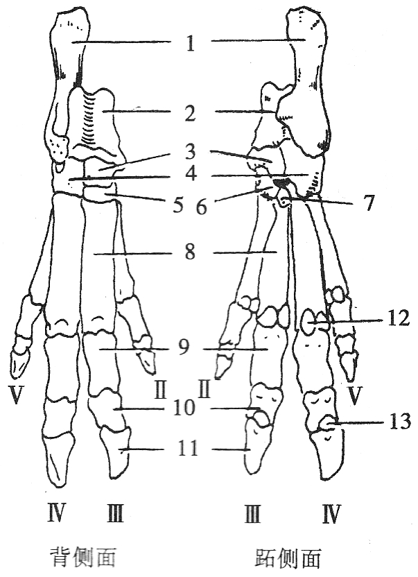 猪的后脚骨解剖构造