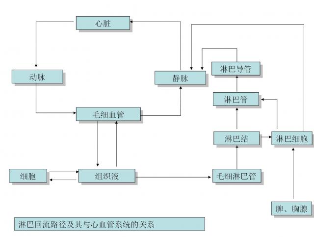 淋巴回流的路径及其余心血管系统之间的关系