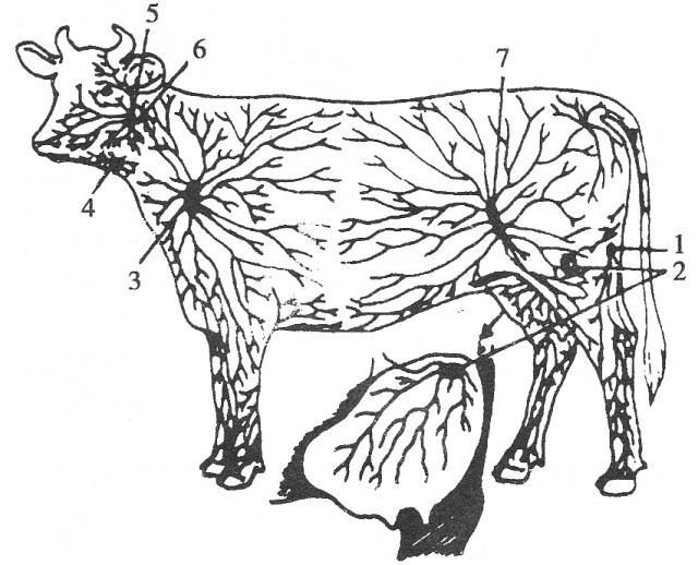 牛主要浅表淋巴结