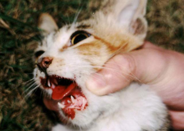 猫有机氟中毒：瞳孔散大
