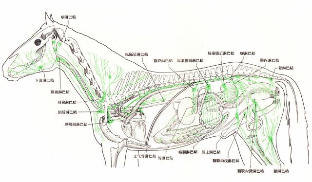 马全身淋巴结