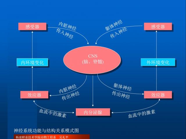 神经系统功能与结构关系模式图