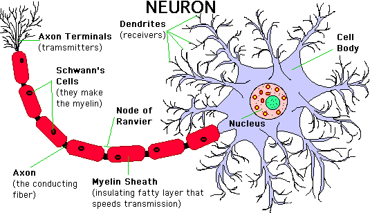 神经元的结构模式图