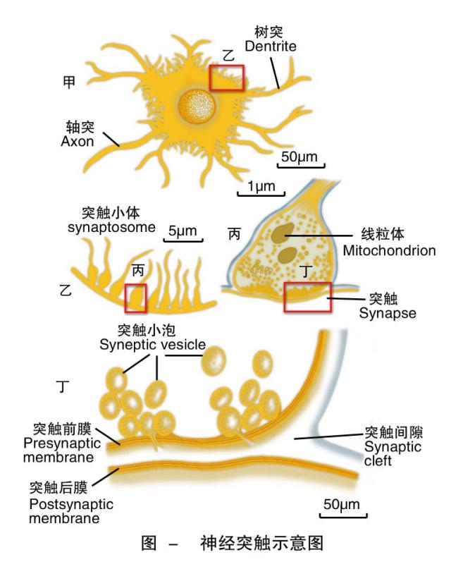 神经突触示意图