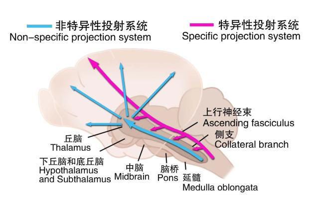 脑干网状结构上行激动系统作用示意图