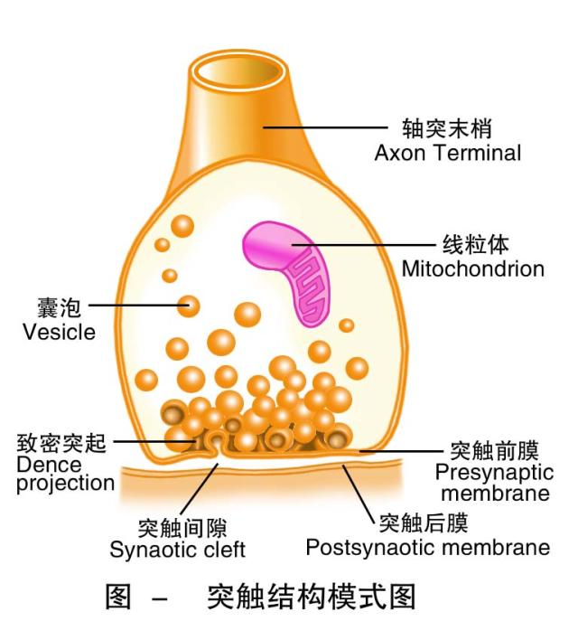 突触结构示意图