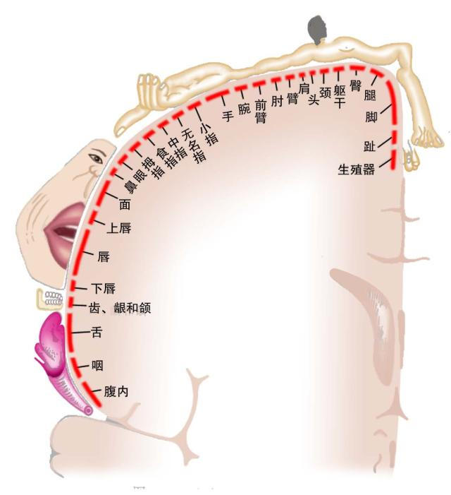 人大脑皮层感觉区