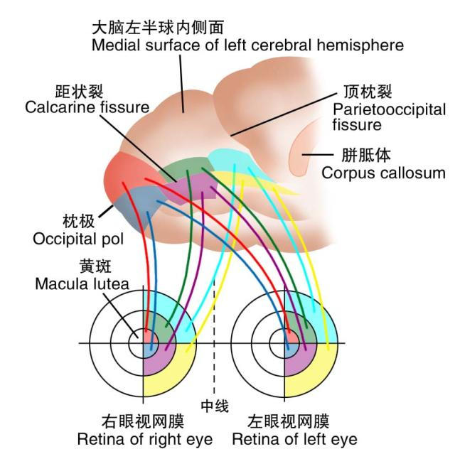 视网膜各部分到大脑皮层枕叶的投射