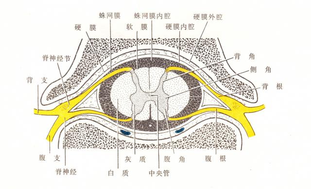 脊髓横切面解剖图片