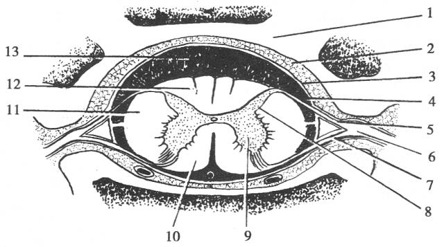 脊髓横切图结构图图片