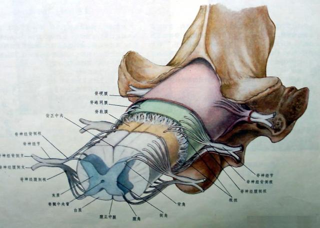 脊髓结构模式图
