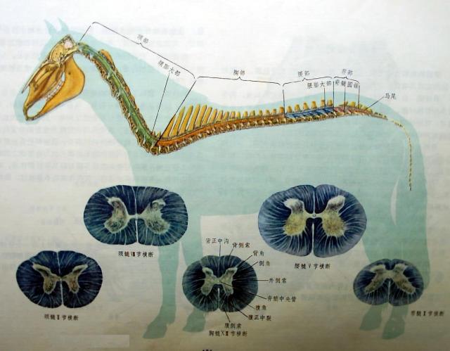 各段脊髓的构造