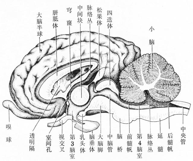 马脑正中切面