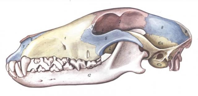 犬头骨解剖构造
